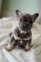 Koda, a male French Bulldog for sale in Miami, FL – Photo 4 of 7