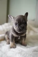 Koda, a male French Bulldog for sale in Miami, FL – Photo 3 of 7