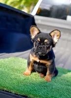 Mocha, a female French Bulldog for sale in Miami, FL – 4 of 5
