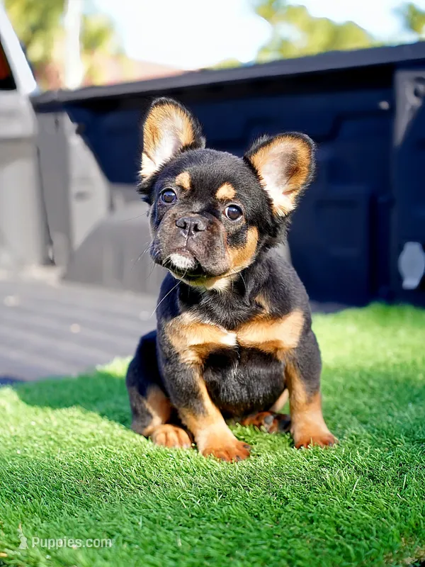 Mocha – French Bulldog puppy for sale in Miami, FL