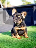 Mocha, a female French Bulldog for sale in Miami, FL – 1 of 5