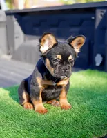 Mocha, a female French Bulldog for sale in Miami, FL – 3 of 5