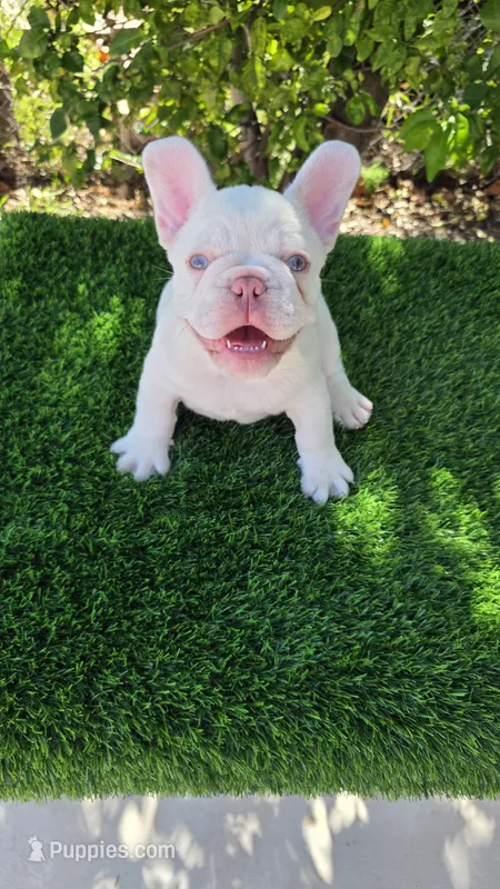 Marshmellow , a male French Bulldog for sale in Miami, FL – 1 of 5