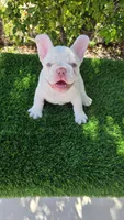 Marshmellow , a male French Bulldog for sale in Miami, FL – 1 of 5