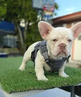 Frosty, a male French Bulldog for sale in Miami, FL – Photo 2 of 4