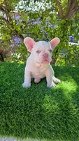 Marshmellow , a male French Bulldog for sale in Miami, FL – 2 of 5