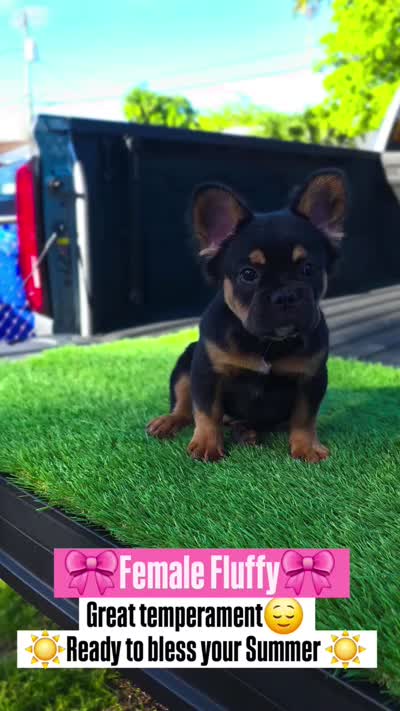 Mocha, a female French Bulldog for sale in Miami, FL – 5 of 5