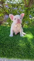Marshmellow , a male French Bulldog for sale in Miami, FL – 3 of 5