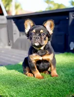 Mocha, a female French Bulldog for sale in Miami, FL – 2 of 5