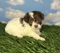 Waffle, a male Shichon for sale in East Sparta, OH – 2 of 3