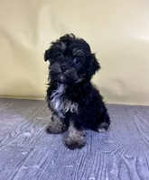 Fettuccine, a female Bichpoo for sale in East Sparta, OH – 2 of 7