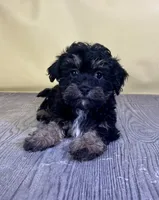 Fettuccine, a female Bichpoo for sale in East Sparta, OH – 1 of 7