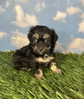 Fettuccine, a female Shichon for sale in East Sparta, OH – 5 of 5