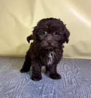 Muffin, a female Bichpoo for sale in East Sparta, OH – 3 of 7
