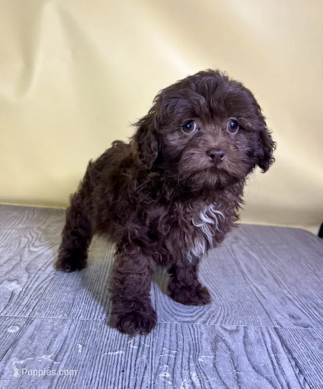 Muffin – Shichon puppy for sale in East Sparta, OH