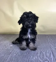 Fettuccine, a female Bichpoo for sale in East Sparta, OH – 4 of 7