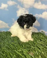Oreo, a male Shichon for sale in East Sparta, OH – 3 of 4