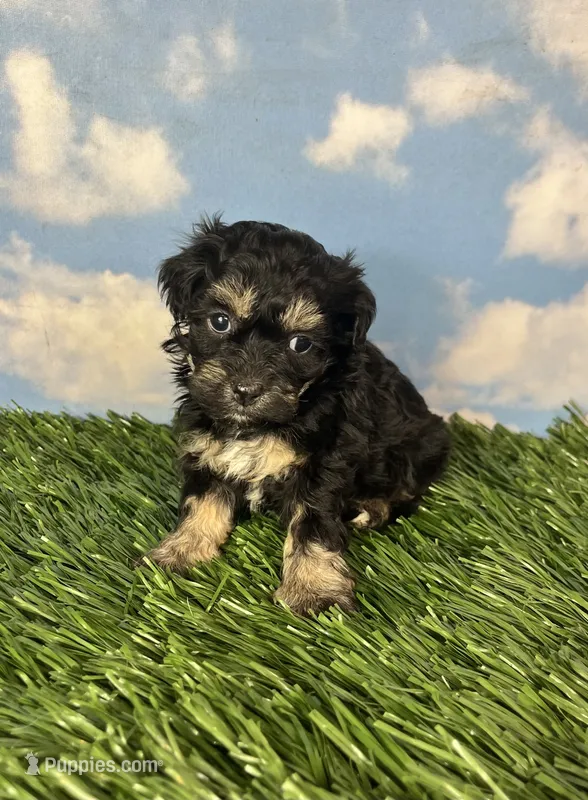 Fettuccine – Shichon puppy for sale in East Sparta, OH