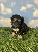 Fettuccine, a female Shichon for sale in East Sparta, OH – 1 of 5