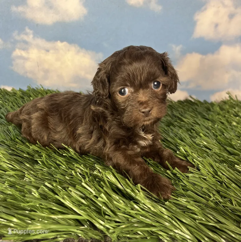 Muffin – Shichon puppy for sale in East Sparta, OH