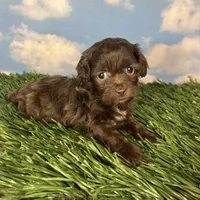 Muffin, a female Shichon for sale in East Sparta, OH – 1 of 4