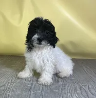 Oreo, a male Bichpoo for sale in East Sparta, OH – 3 of 7