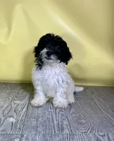 Oreo, a male Bichpoo for sale in East Sparta, OH – 2 of 7