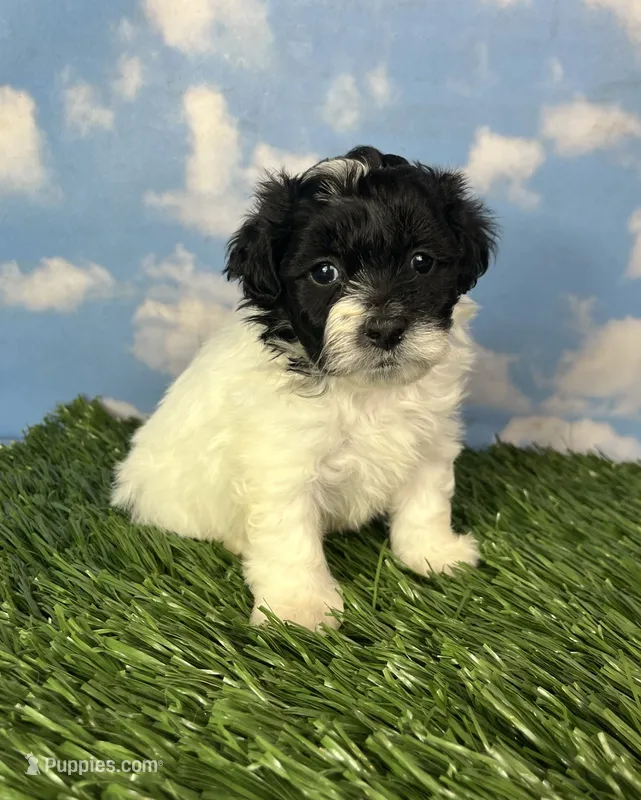 Oreo – Shichon puppy for sale in East Sparta, OH