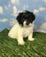 Oreo, a male Shichon for sale in East Sparta, OH – 1 of 4