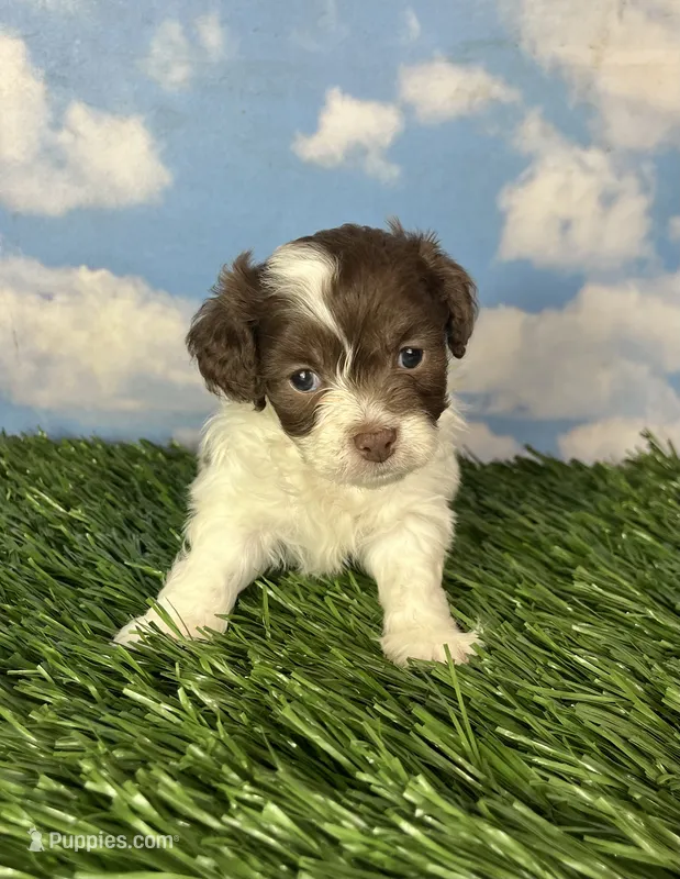 Waffle – Shichon puppy for sale in East Sparta, OH