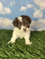 Waffle, a male Shichon for sale in East Sparta, OH – 1 of 3