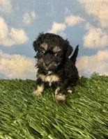 Fettuccine, a female Shichon for sale in East Sparta, OH – 2 of 5