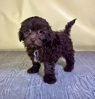 Muffin, a female Bichpoo for sale in East Sparta, OH – 2 of 7