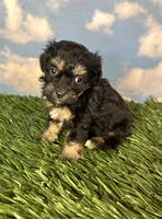 Fettuccine, a female Shichon for sale in East Sparta, OH – 3 of 5