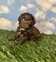 Muffin, a female Shichon for sale in East Sparta, OH – 4 of 4