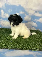 Oreo, a male Shichon for sale in East Sparta, OH – 4 of 4