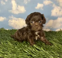 Muffin, a female Shichon for sale in East Sparta, OH – 2 of 4