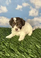 Waffle, a male Shichon for sale in East Sparta, OH – 3 of 3