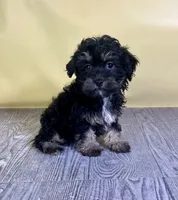 Fettuccine, a female Bichpoo for sale in East Sparta, OH – 3 of 7