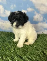 Oreo, a male Shichon for sale in East Sparta, OH – 2 of 4