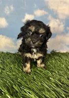 Fettuccine, a female Shichon for sale in East Sparta, OH – 4 of 5