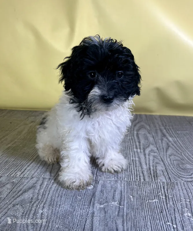 Oreo – Shichon puppy for sale in East Sparta, OH