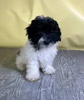 Oreo, a male Bichpoo for sale in East Sparta, OH – 1 of 7