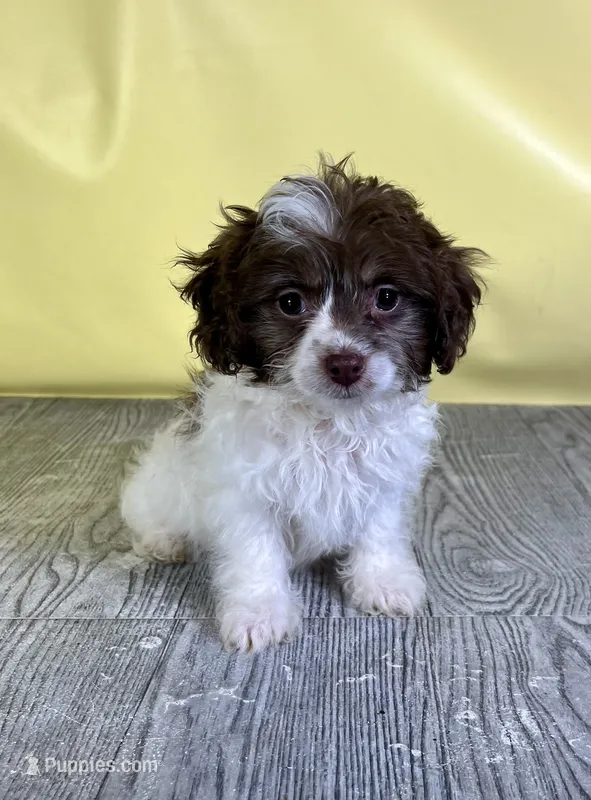 Waffle – Shichon puppy for sale in East Sparta, OH