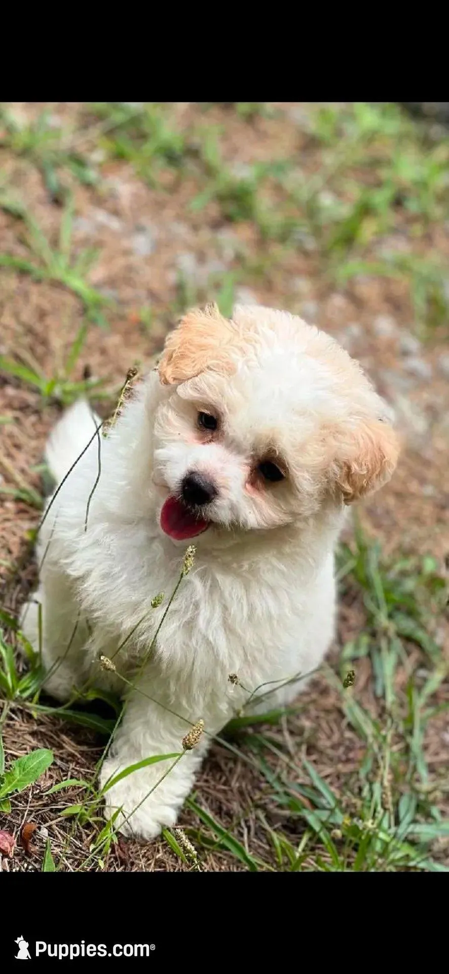 'Tato – Shihpoo puppy for sale in Toney, AL