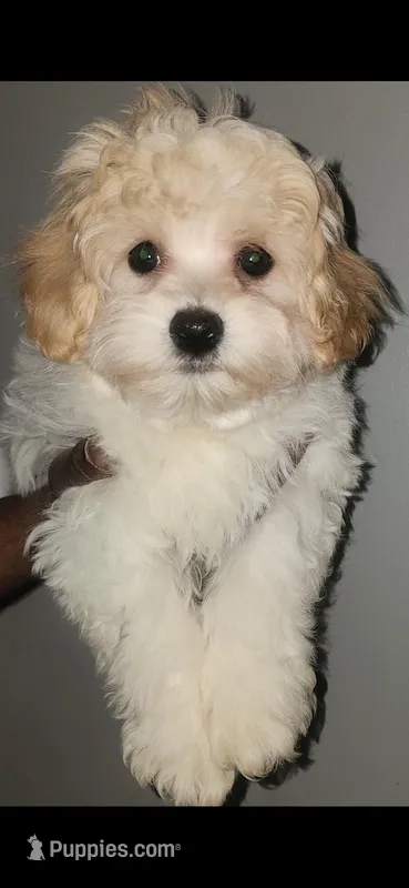 'Tato – Shihpoo puppy for sale in Toney, AL