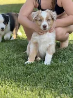 Jalapeño , a male Australian Shepherd for sale in Patterson, CA – 6 of 7