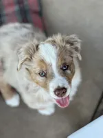 Jalapeño , a male Australian Shepherd for sale in Patterson, CA – 1 of 7