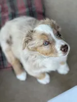 Jalapeño , a male Australian Shepherd for sale in Patterson, CA – 4 of 7