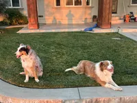 Jalapeño , a male Australian Shepherd for sale in Patterson, CA – 7 of 7